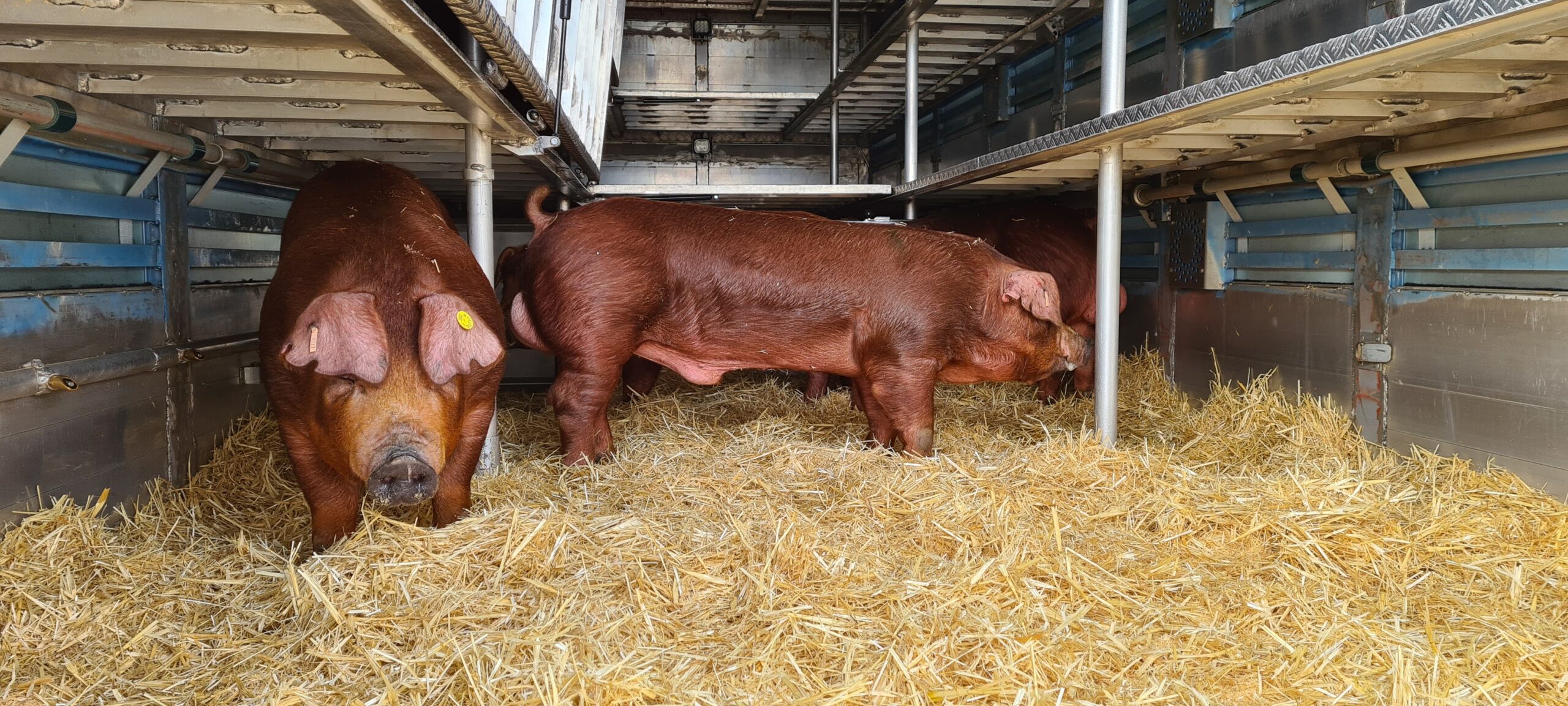 Porcino en un camión especializado de bienestar animal de Hermanos de Pablo Arribas