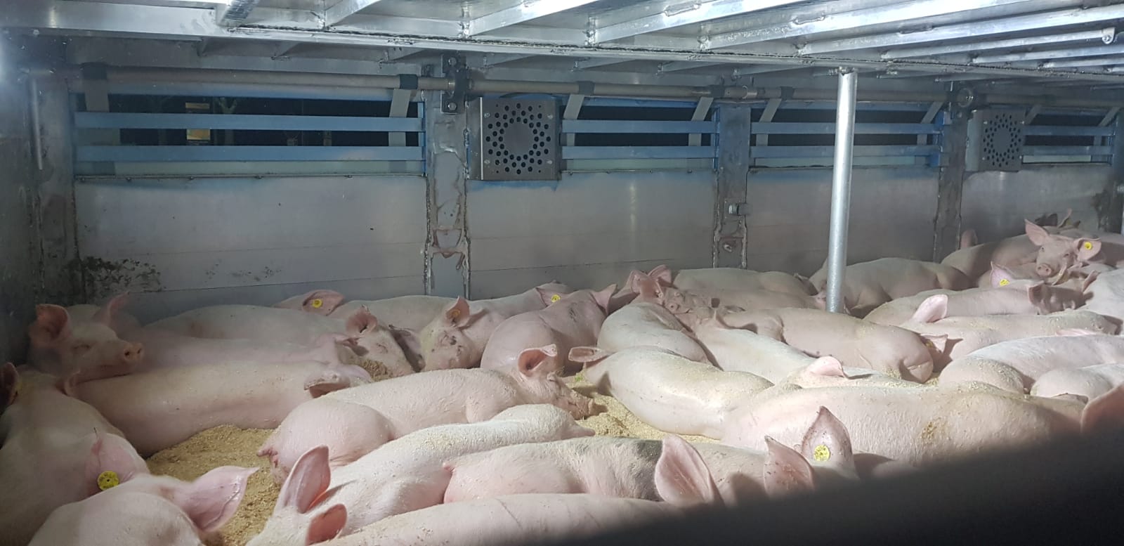 Cerdos en el interior de un camión de bienestar animal de Hermanos de Pablo Arribas