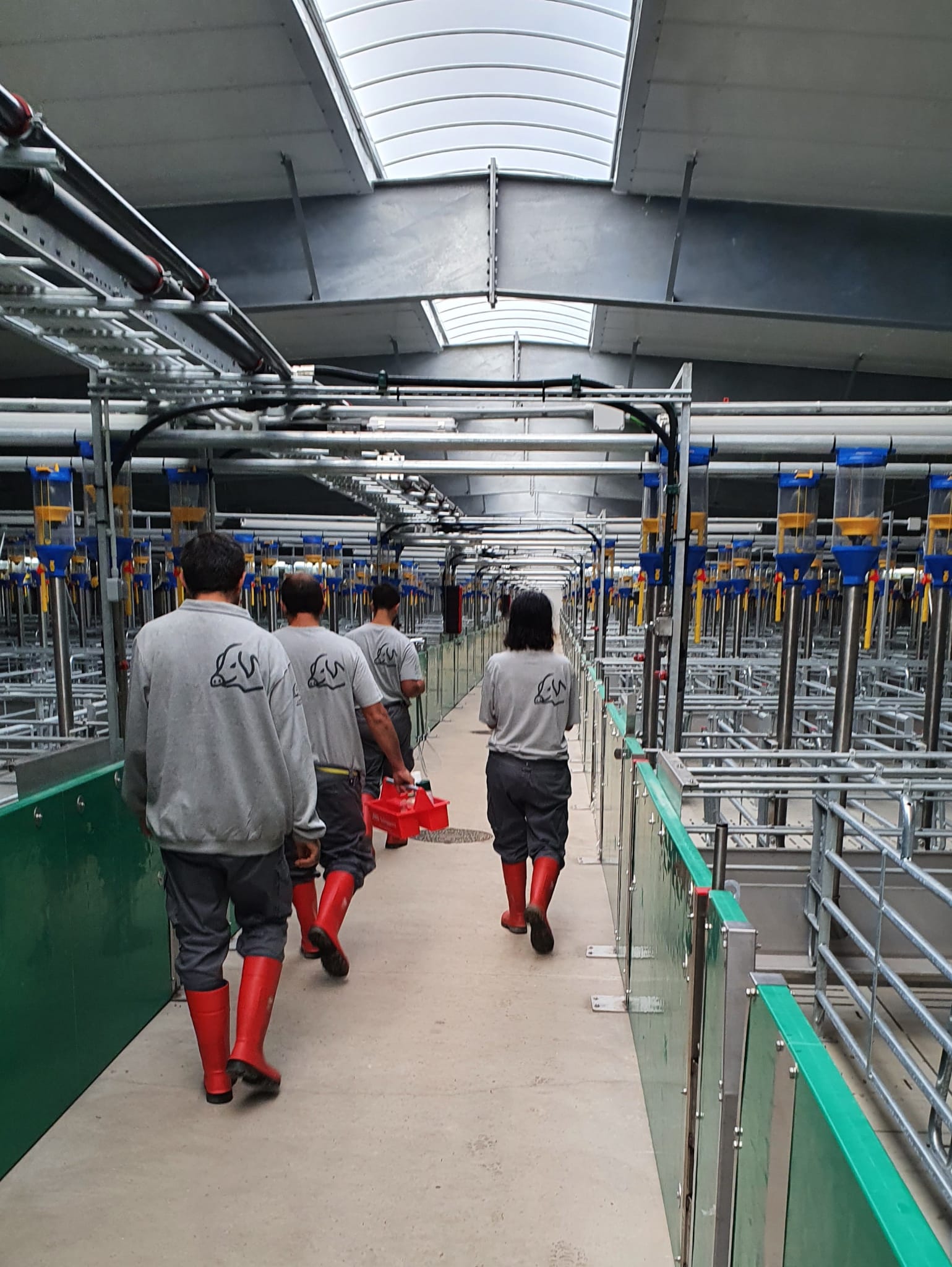 Granja de Hermanos de Pablo Arribas control y trazabilidad de cerdos
