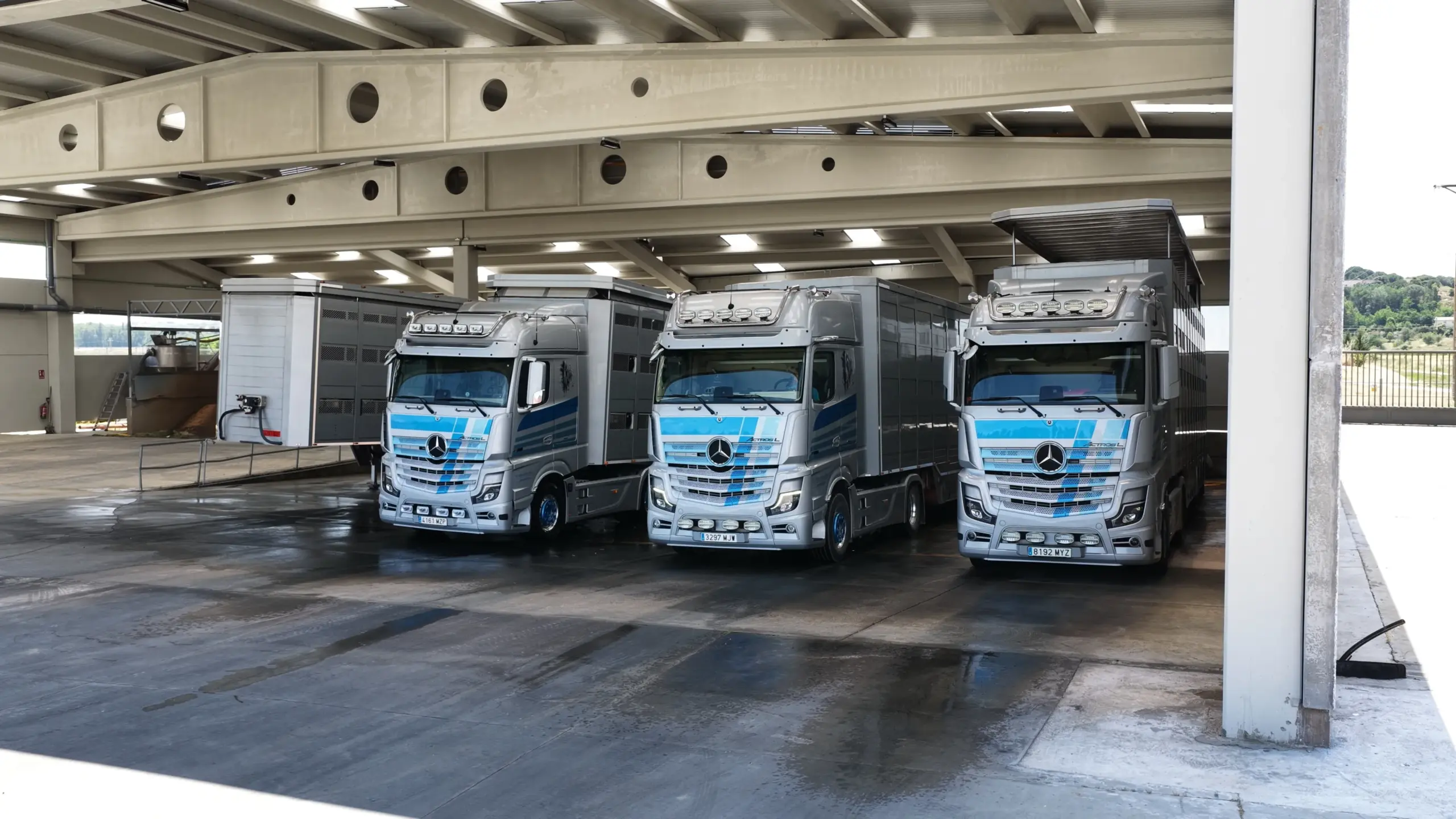Camiones de Hermanos de Pablo Arribas, especialistas transporte de ganado porcino.